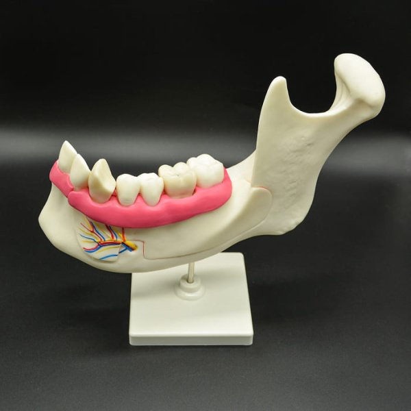 Модель «Строение челюсти человека» Модель «Строение челюсти человека»